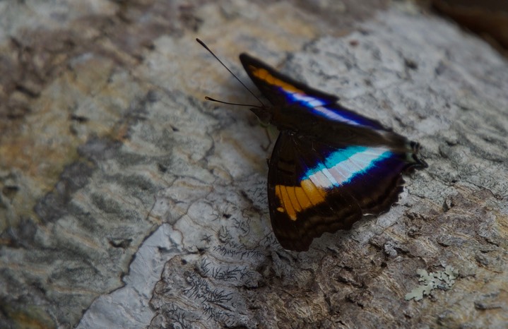 Doxocopa lavinia, Lavinia Emperor