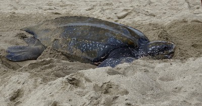 Leatherback Sea Turtle