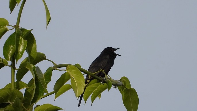 Flycatcher, Northern Black 1