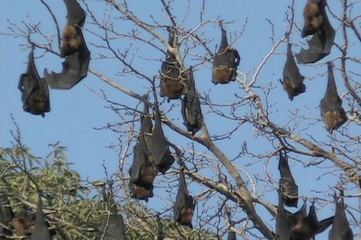 Flying-Fox, Indian 7