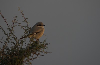 Great Grey Shrike, Lanius excubitor