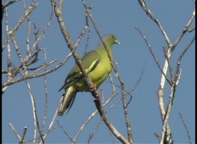 Green-Pigeon, Orange-breasted 34