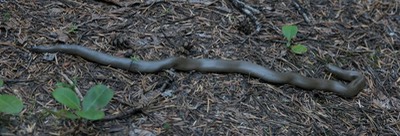 Boa, Coastal Rubber