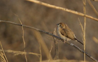 Indian Silverbill, Euodice malabarica13