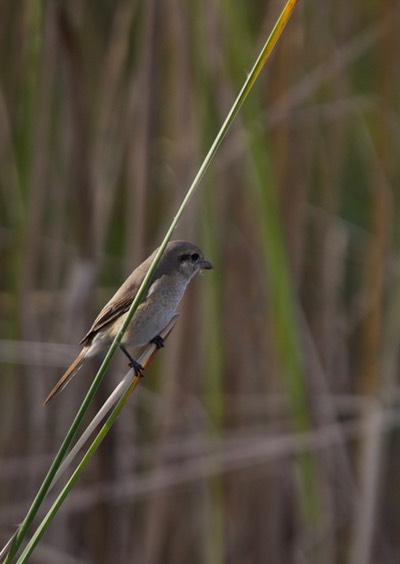Isabelline Shrike, Lanius isabellinus1