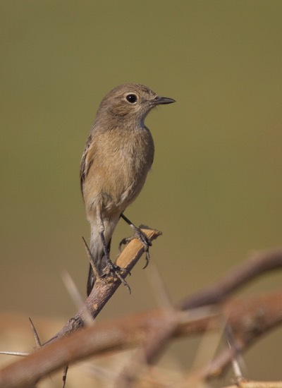 Isabelline Wheatear, Oenanthe isabellina