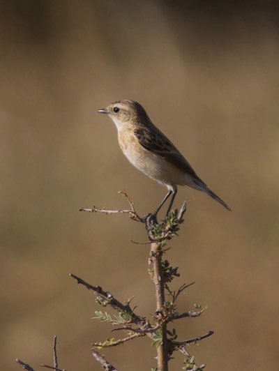 Isabelline Wheatear, Oenanthe isabellina2
