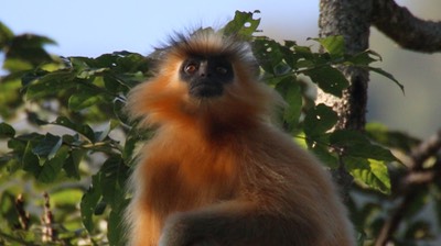 Langur, Gee's Golden 4