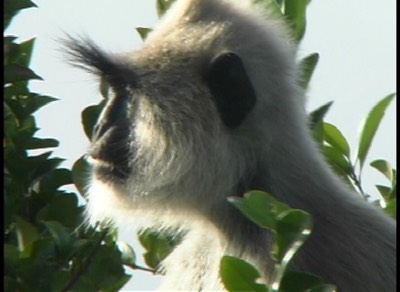 Langur, Tufted Grey 4