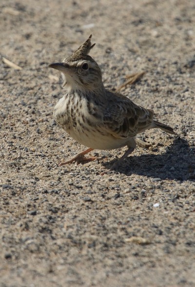Lark, Crested. Galerida cristata3