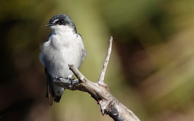Mangrove Swallow, Tachycineta albilinea10