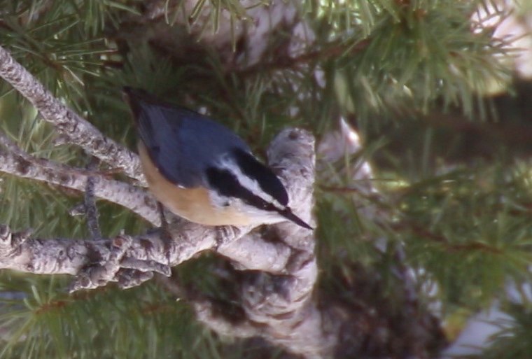 Nuthatch, Red-breasted 5