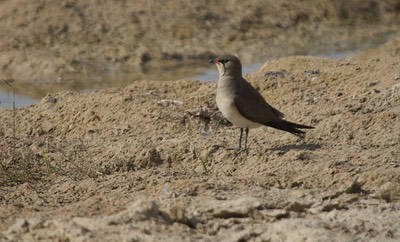 Oriental Pratincole, Glareola maldivarum2