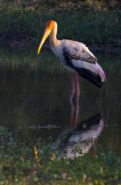 Painted Stork, Mycteria leucocephala g2