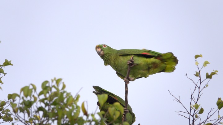 Parrot (Amazon), Yellow-crowned (Colombia) 1