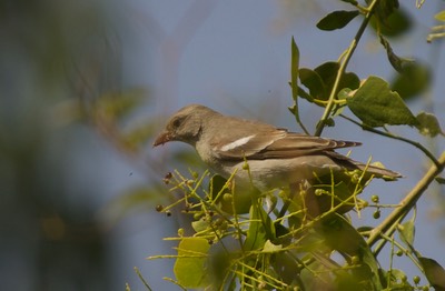 Petronia, Chestnut-shouldered, Gymnoris xanthocollis3
