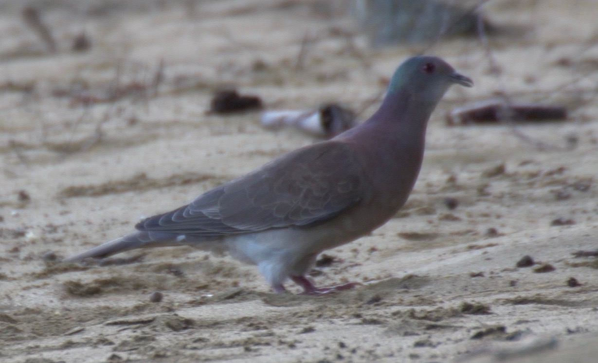 Pigeon, Pale-vented