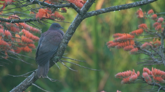 Pigeon, Pale-vented (Tobago)