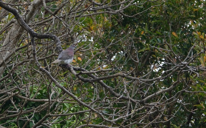 Pigeon, Pale-vented1