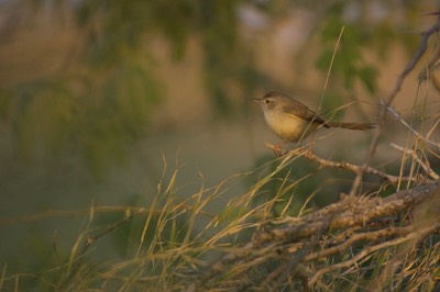 Plain Prinia, Prinia inornata4