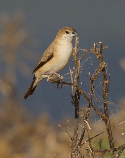 Silverbill, Indian Euodice malabarica1
