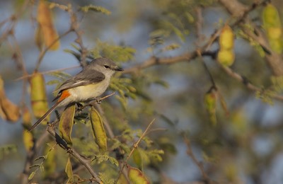 Small Minivet, Pericrocotus cinnamoneus2