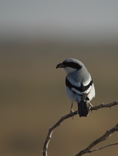 Southern Grey Shrike, Lanius meridionalis2