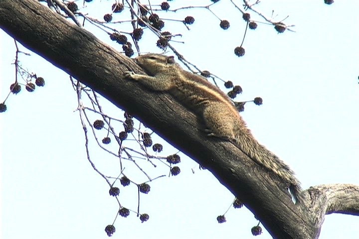 Squirrel, Northern Palm 1