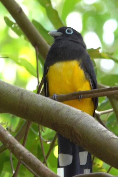 Trogon, Black-headed (Belize - 2021)e