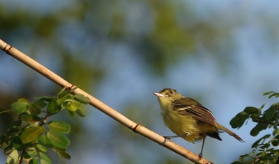 Vireo, Mangrove. Vireo pallens1