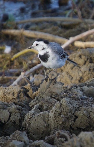 White Wagtail Gujarat 1